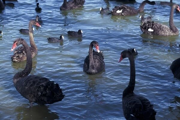 Australia, Western Australia, Perth, Bibra Lake. Black Swans
