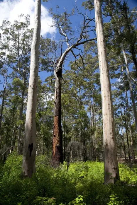 Framed Print : Australia, Western Australia, Porongurup. Karri trees in Porongurup National Park