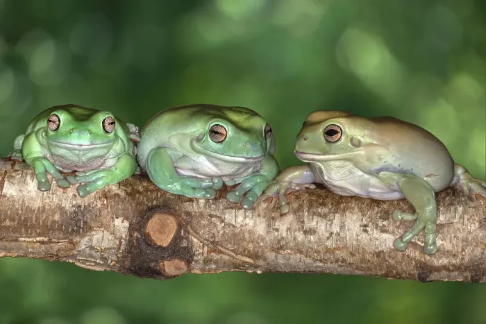 Framed Print : Australia. White's tree frogs on log Framed Print : Australia. White's tree frogs on log