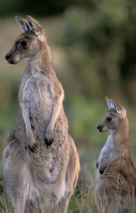 Framed Print : Australia, Wilsons Promontory National Park, Victoria Eastern grey kangaroo (Macropus Framed Print : Australia, Wilsons Promontory National Park, Victoria Eastern grey kangaroo (Macropus