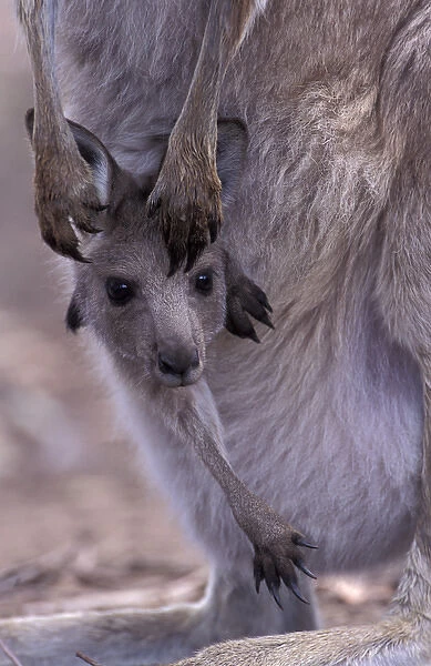Australia, Wilsons Promontory National Park, Victoria Eastern grey kangaroo (Macropus