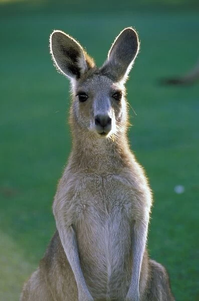 Australia, Yamba. Yamba Golf Course, Eastern Golf Kangaroo