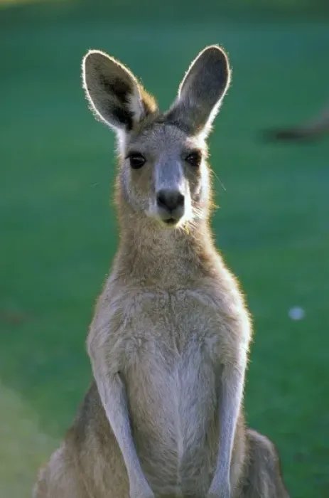 Framed Print : Australia, Yamba. Yamba Golf Course, Eastern Golf Kangaroo Framed Print : Australia, Yamba. Yamba Golf Course, Eastern Golf Kangaroo