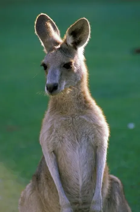 Framed Print : Australia, Yamba. Yamba Golf Course, Eastern Grey Kangaroo