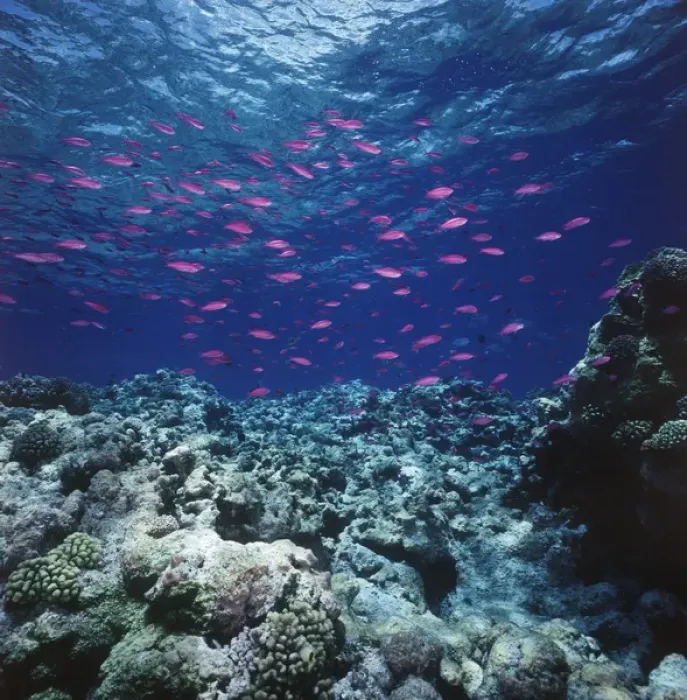 Framed Print : Australia, Yellowstriped Anthias(Pseudanthias) schooling in Great Barrier Reef Framed Print : Australia, Yellowstriped Anthias(Pseudanthias) schooling in Great Barrier Reef