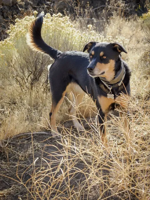 Framed Print : Australian Kelpie dog Framed Print : Australian Kelpie dog