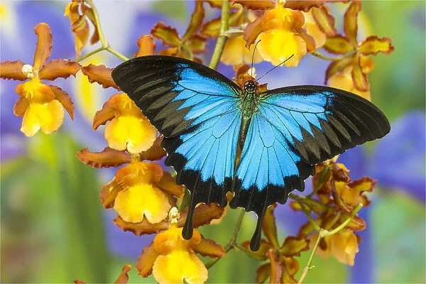 Australian Mountain Blue Swallowtail Butterfly, Papilio ulysses, on Orchid