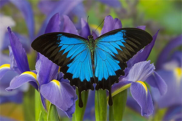 Australian Mountain Blue Swallowtail Butterfly, Papilio ulysses, resting on blue
