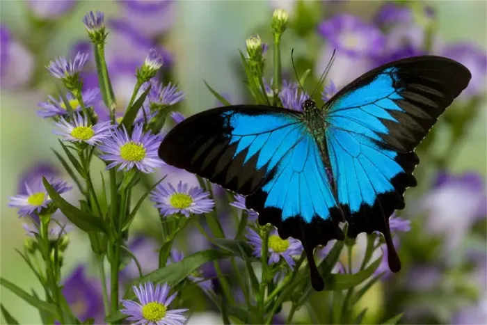 Framed Print : Australian Mountain Blue Swallowtail Butterfly, Papilio ulysses, resting on blue aster
