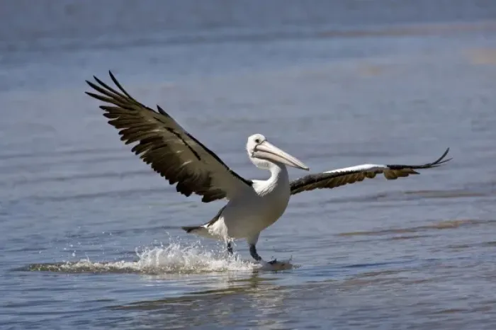 Framed Print : Australian Pelican, Pelecanus conspicillatus, Eastern Coastal Australia
