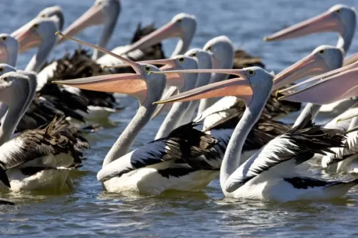 Framed Print : Australian Pelican, Pelecanus conspicillatus, Eastern Coastal Australia
