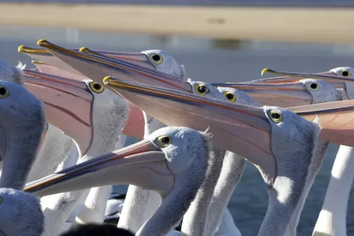 Framed Print : Australian Pelicans (Pelecanus conspicillatus), at The Entrance, New South Wales Framed Print : Australian Pelicans (Pelecanus conspicillatus), at The Entrance, New South Wales