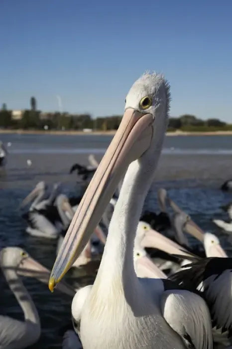 Framed Print : Australian Pelicans (Pelecanus conspicillatus), at The Entrance, New South Wales Framed Print : Australian Pelicans (Pelecanus conspicillatus), at The Entrance, New South Wales