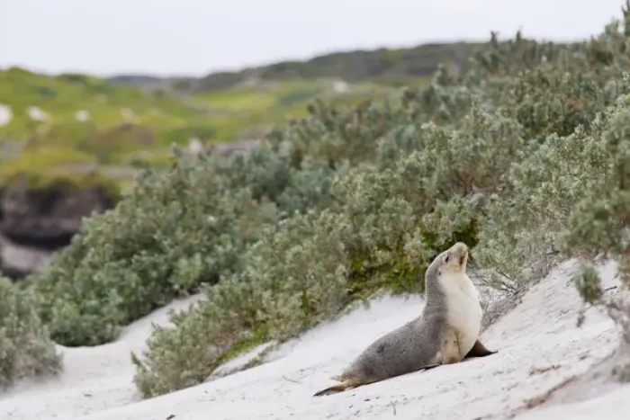Framed Print : Australian Sea Lion (Neophoca cinerea) in the Seal Bay Conservatino Park, kangaroo Island