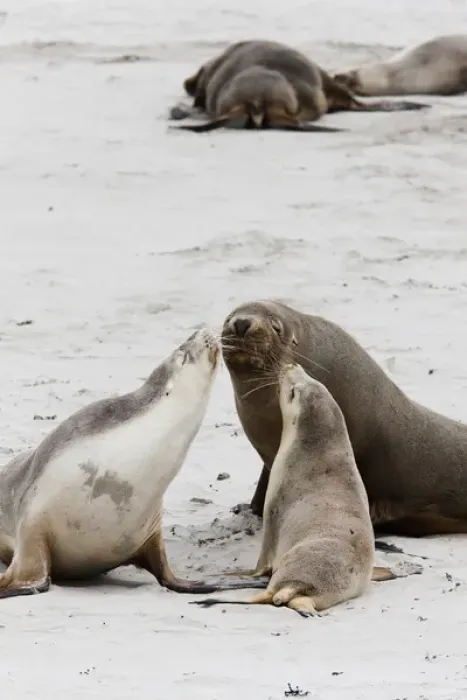 Framed Print : Australian Sea Lion (Neophoca cinerea) in the Seal Bay Conservatino Park, kangaroo Island