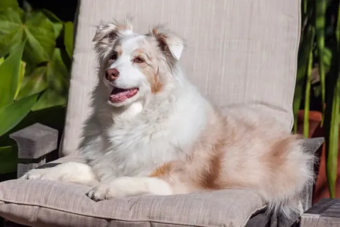 Framed Print : Australian Shepherd lying on patio chair Framed Print : Australian Shepherd lying on patio chair