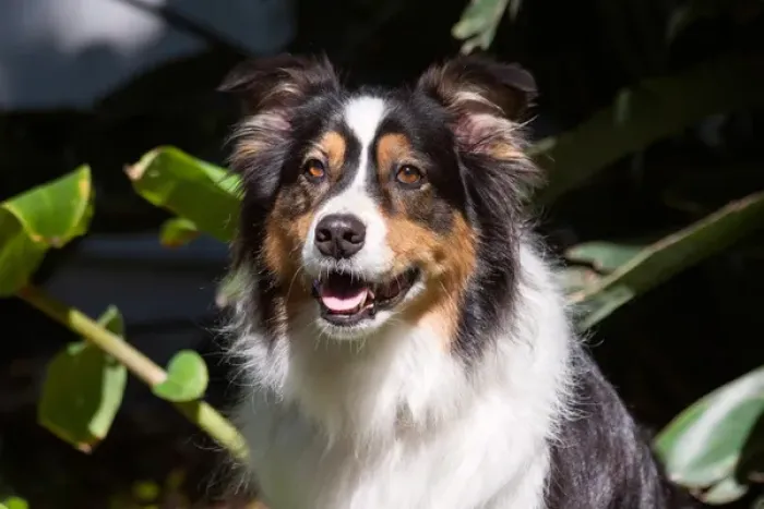 Framed Print : Australian Shepherd portrait