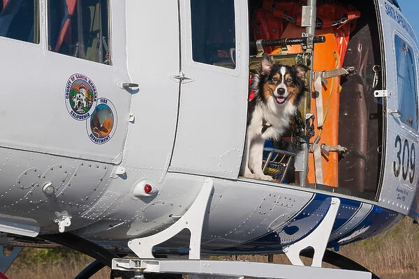 Australian Shepherd Search and Rescue Dog