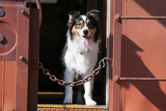 Framed Print : Australian Shepherd in a train car Framed Print : Australian Shepherd in a train car