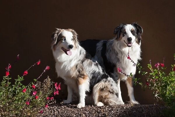 Two Australian Shepherds in the early morning sun surrounded by flowers
