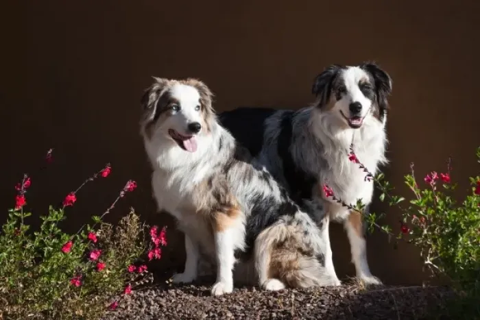 Framed Print : Two Australian Shepherds in the early morning sun surrounded by flowers Framed Print : Two Australian Shepherds in the early morning sun surrounded by flowers