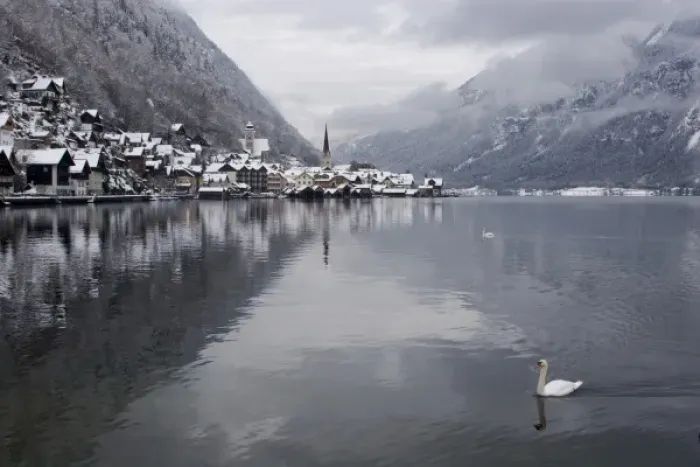 Framed Print : Austria, Hallstatt. Swan on Lake Hallstatt in foreground with city in background Framed Print : Austria, Hallstatt. Swan on Lake Hallstatt in foreground with city in background