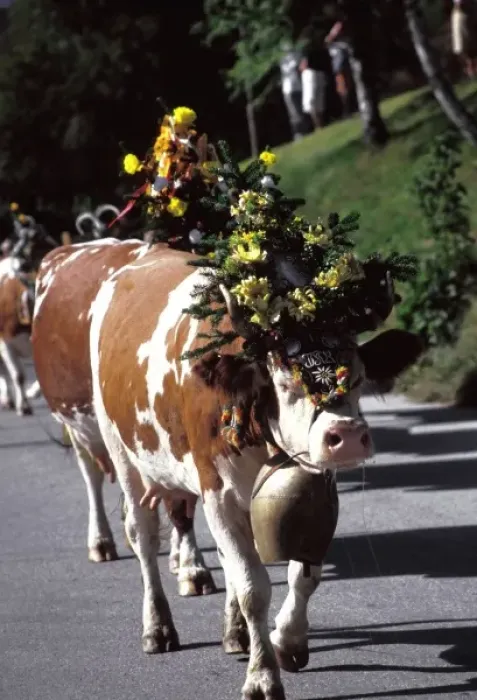 Framed Print : Austria, Innsbruck. Decorated cows coming down from mountian pastures Framed Print : Austria, Innsbruck. Decorated cows coming down from mountian pastures