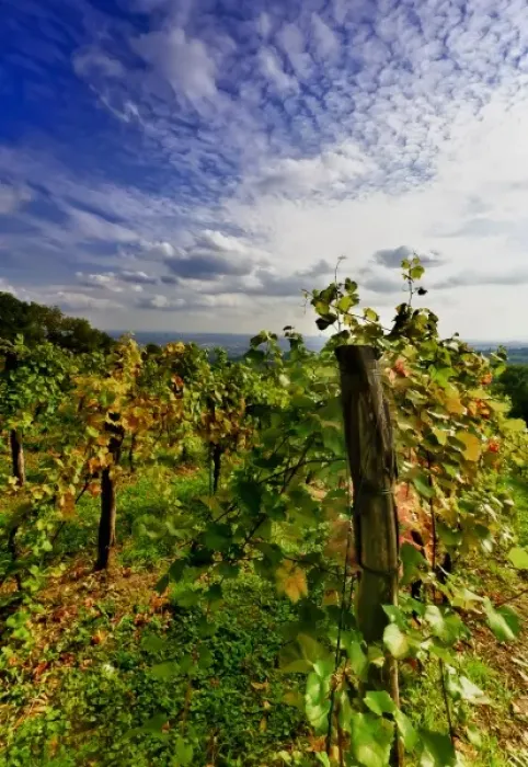 Framed Print : Austria, Vienna. Vienna has 630 producers - one wine producer per 2, 500 persons - working 1