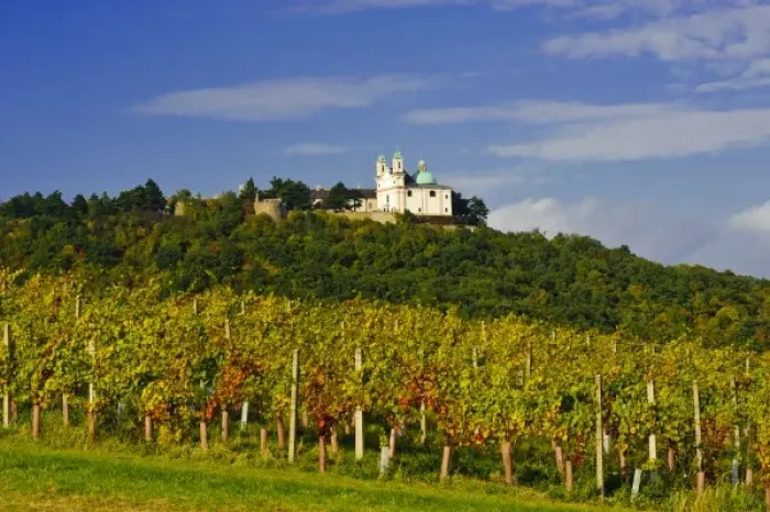 Framed Print : Austria, Vienna. Vienna has 630 producers - one wine producer per 2, 500 persons - working 1 Framed Print : Austria, Vienna. Vienna has 630 producers - one wine producer per 2, 500 persons - working 1