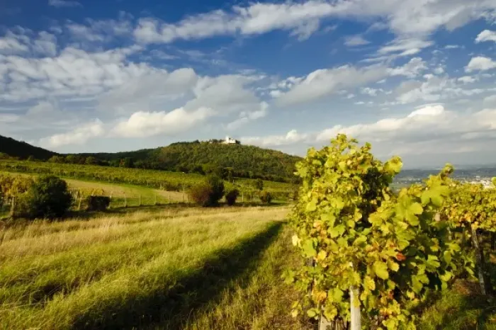 Framed Print : Austria, Vienna. Vienna has 630 producers - one wine producer per 2, 500 persons - working 1 Framed Print : Austria, Vienna. Vienna has 630 producers - one wine producer per 2, 500 persons - working 1