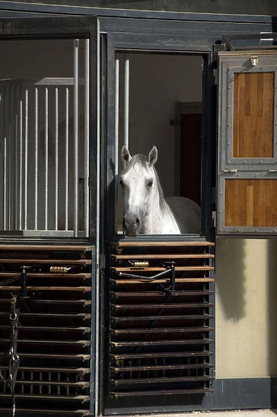 Austria, Vienna. World Famous Spanish Riding School, home to the Lippizaner horses