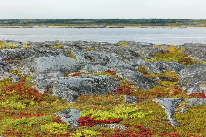 Framed Print : Autumn arctic tundra and the Churchill River in northern Manitoba Framed Print : Autumn arctic tundra and the Churchill River in northern Manitoba