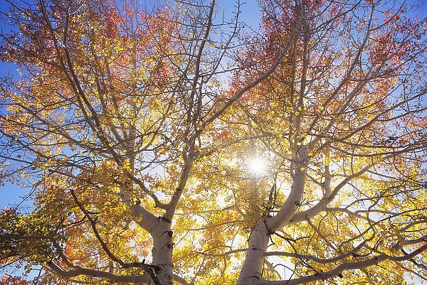 Autumn aspen along Elk Ridge, San Juan County, Utah