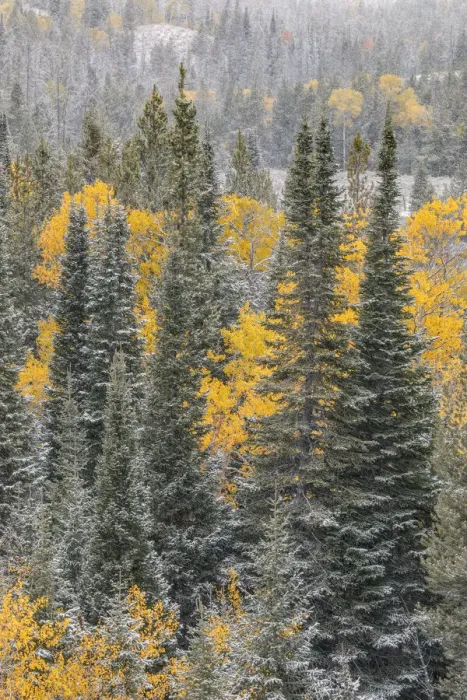 Framed Print : Autumn aspen gold colors and early snowfall, Grand Teton National Park, Wyoming