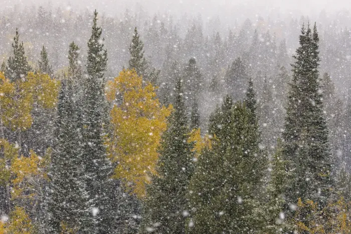 Framed Print : Autumn aspen gold colors and early snowfall, Grand Teton National Park, Wyoming Framed Print : Autumn aspen gold colors and early snowfall, Grand Teton National Park, Wyoming