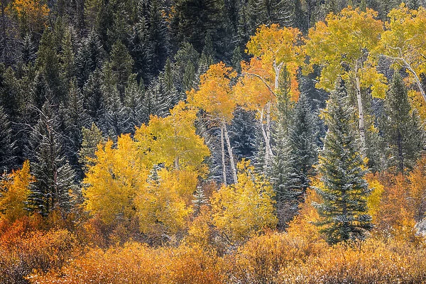 Autumn aspen gold colors and early snowfall, Grand Teton National Park, Wyoming