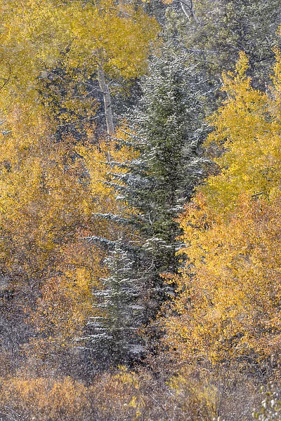 Autumn aspen gold colors and early snowfall, Grand Teton National Park, Wyoming