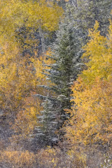Framed Print : Autumn aspen gold colors and early snowfall, Grand Teton National Park, Wyoming