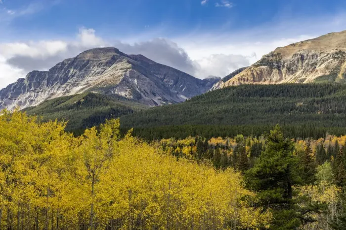 Framed Print : Autumn aspen grove with Bear Mountain in Glacier National Park, Montana, USA Framed Print : Autumn aspen grove with Bear Mountain in Glacier National Park, Montana, USA