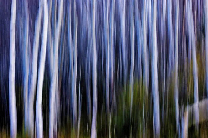 Framed Print : Autumn Aspen grove in motion in Glacier National Park, Montana, USA Framed Print : Autumn Aspen grove in motion in Glacier National Park, Montana, USA