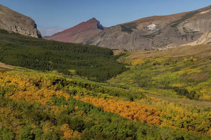 Framed Print : Autumn Aspen groves below Red Mountain in Glacier National Park, Montana, USA Framed Print : Autumn Aspen groves below Red Mountain in Glacier National Park, Montana, USA