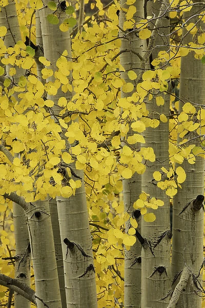 Autumn aspen leaves and tree trunks, Uncompahgre National Forest, Sneffels Range