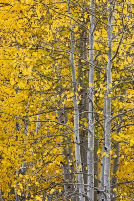 Framed Print : Autumn aspen leaves and tree trunks, Uncompahgre National Forest, Sneffels Range Framed Print : Autumn aspen leaves and tree trunks, Uncompahgre National Forest, Sneffels Range