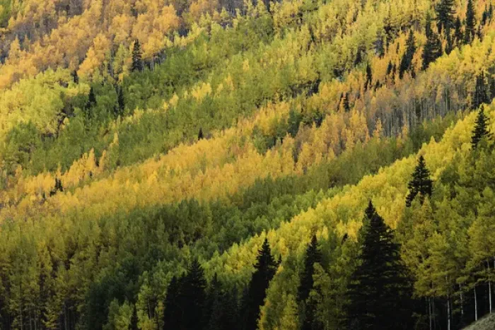 Framed Print : Autumn aspen tree pattern on mountain slope near Crystal Lake, near Ouray, Colorado Framed Print : Autumn aspen tree pattern on mountain slope near Crystal Lake, near Ouray, Colorado