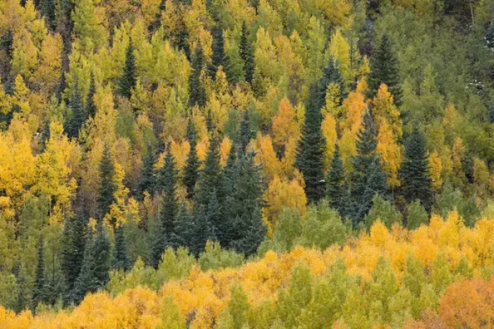 Framed Print : Autumn aspen tree pattern on mountain slope near Crystal Lake, near Ouray, Colorado Framed Print : Autumn aspen tree pattern on mountain slope near Crystal Lake, near Ouray, Colorado