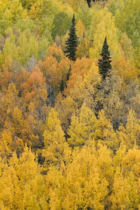 Framed Print : Autumn aspen tree pattern on mountain slope near Crystal Lake, near Ouray, Colorado Framed Print : Autumn aspen tree pattern on mountain slope near Crystal Lake, near Ouray, Colorado