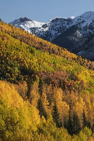 Autumn aspen trees on mountain slope from Million Dollar Highway near Crystal Lake