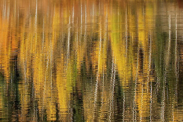 Autumn aspen trees reflecting on lake, Colorado