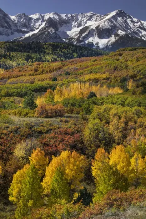 Framed Print : Autumn aspen trees and Sneffels Range, Mount Sneffels Wilderness, Uncompahgre National Forest Framed Print : Autumn aspen trees and Sneffels Range, Mount Sneffels Wilderness, Uncompahgre National Forest