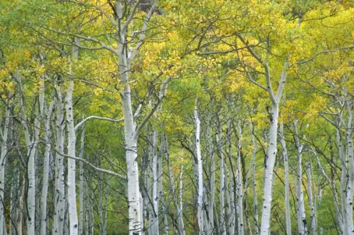 Framed Print : Autumn aspens in Framed Print : Autumn aspens in